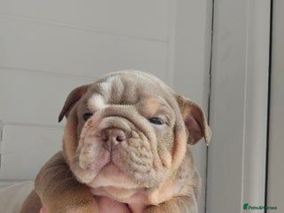 English Bulldog dogs - Advert 2