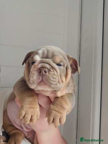 English Bulldog dogs - Advert 1