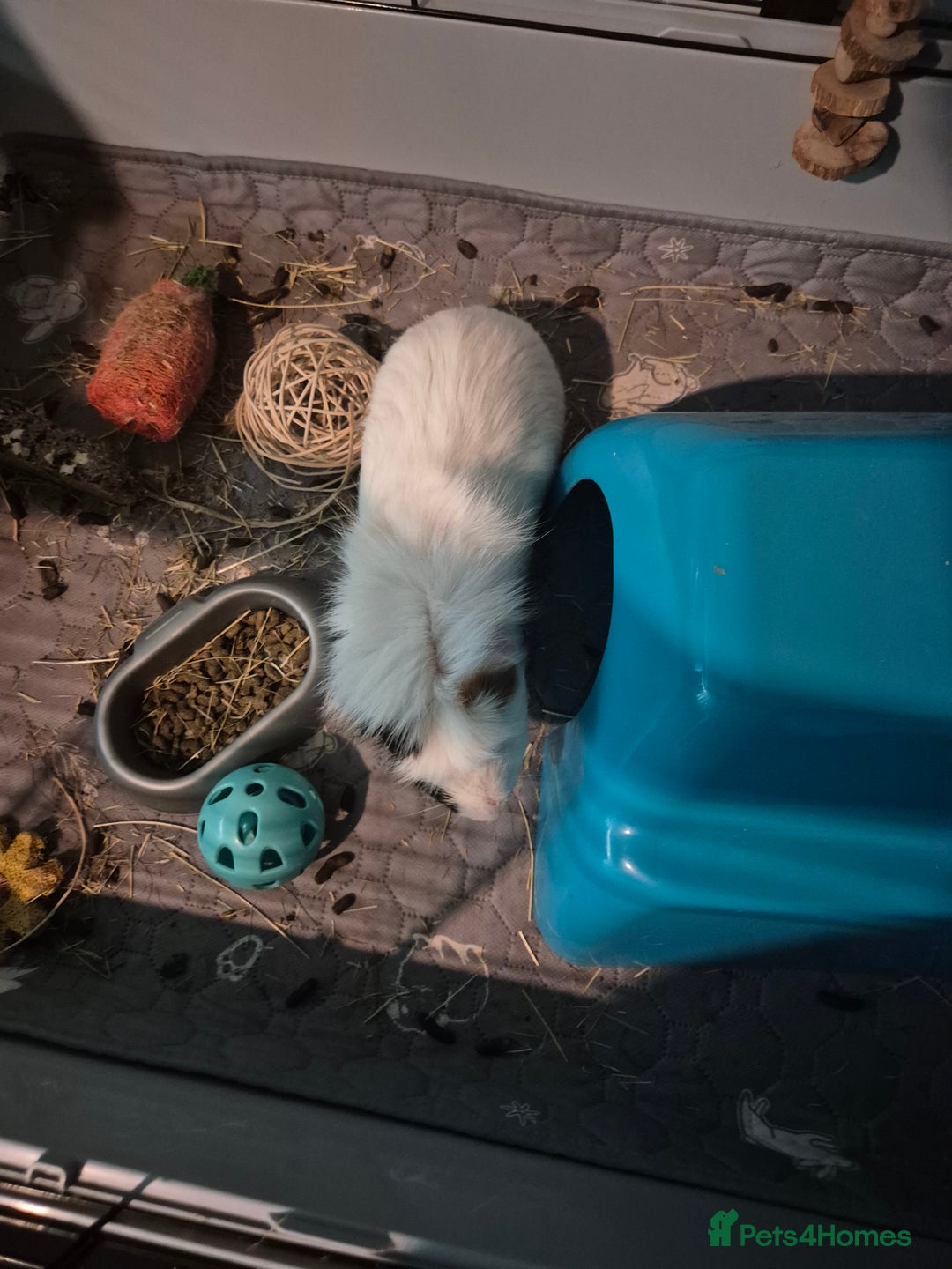 English rabbits for sale: Guinea pig - Image 3