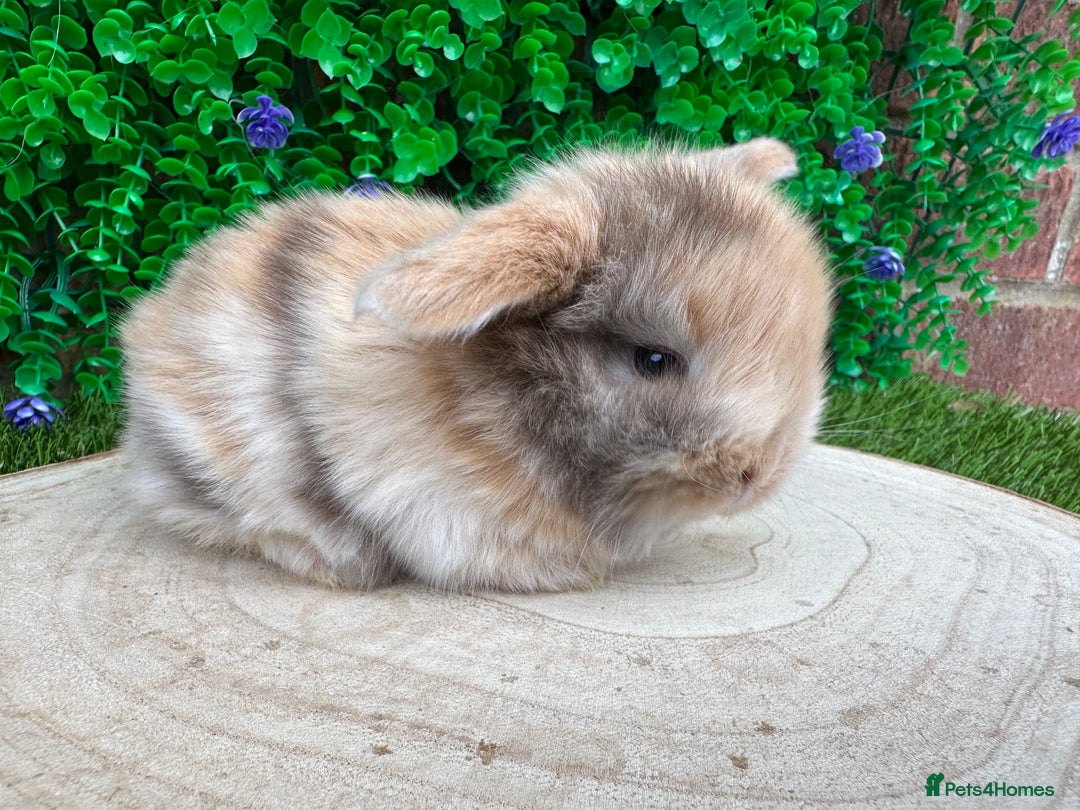 Mini Lop rabbits for sale: Stunning mini lops - Image 12