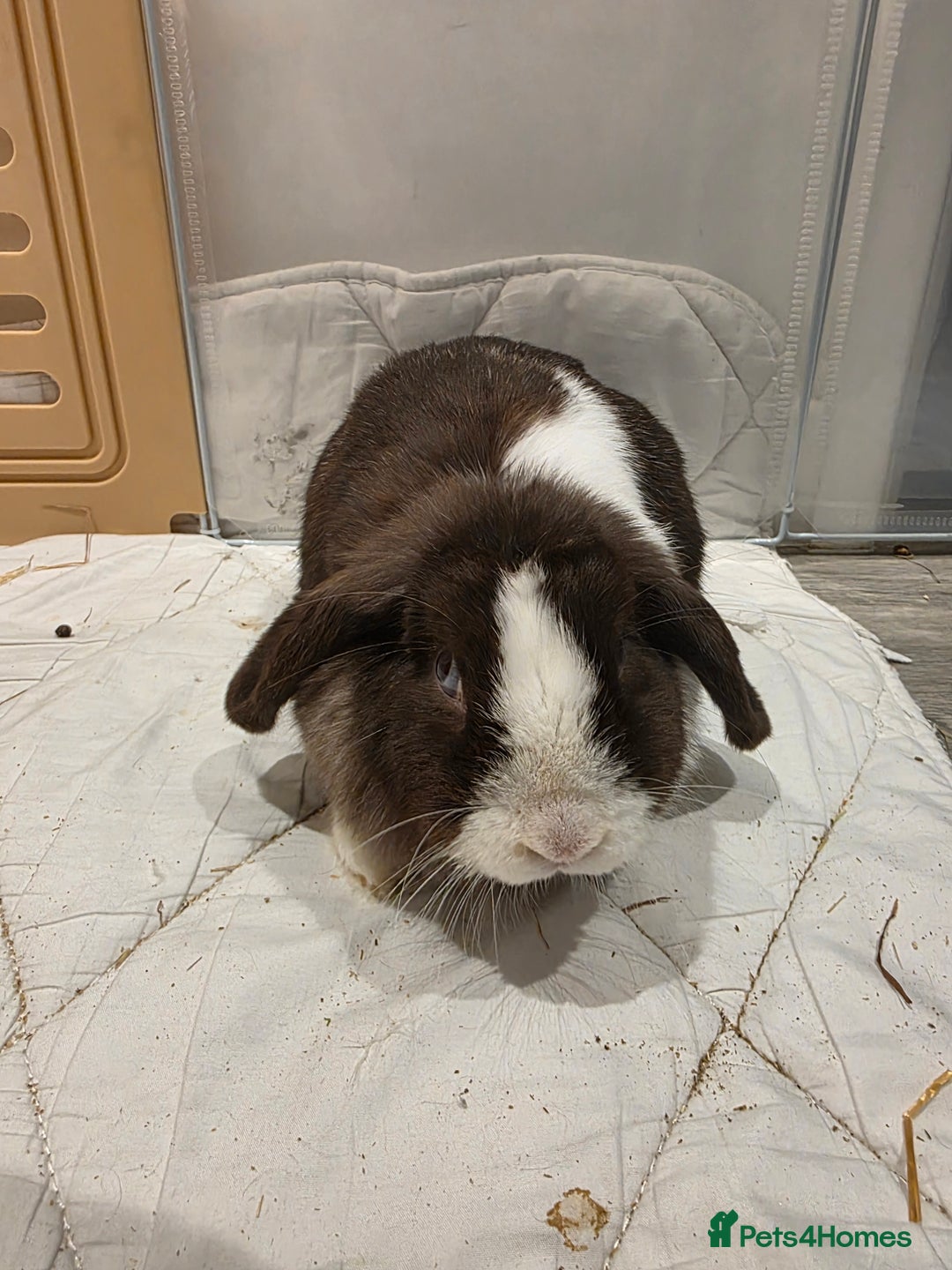 Mini Lop rabbits for sale: Two Chocolate split mini lops - Advert 6