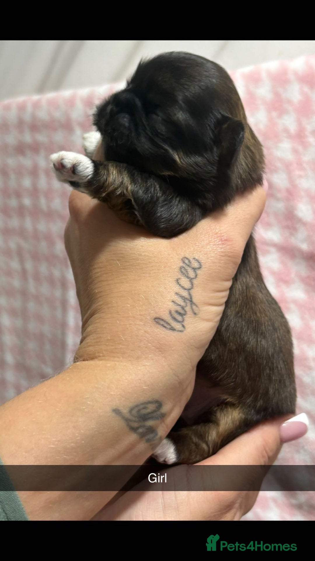 Shih Tzu dogs for sale: Shih zue puppies  - Image 3