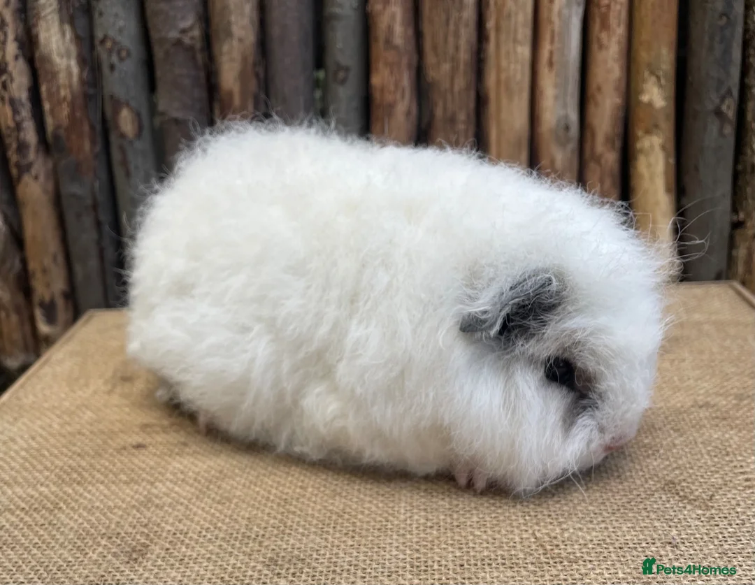 Guinea Pig rodents for sale: Baby Swiss Teddy Sow - Advert 2