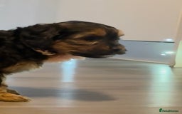 Mixed Breed dogs for sale: Shihtzu cross cocapoo (shihpoo) puppies  - Advert 19