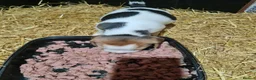 Beagle dogs for sale: Adorable Beagle Puppy  - Advert 6