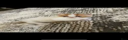 Exotic cats for sale: Adorable Exotic Shorthair – Sweet and Playful - Advert 7