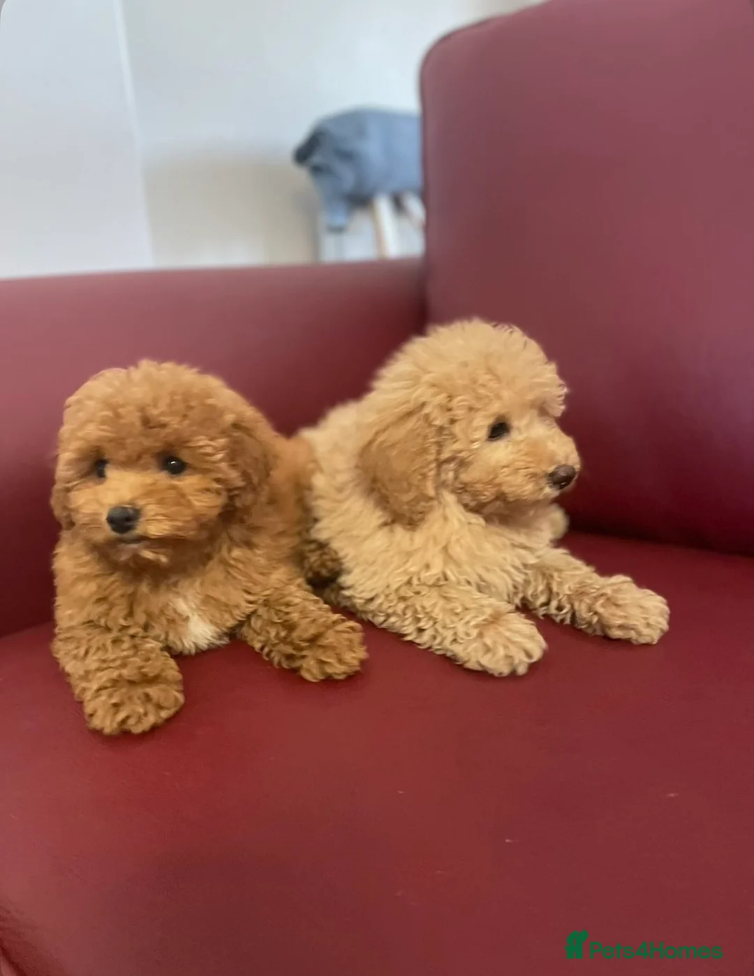 Poochon dogs for sale: Two beautiful puppies for sale  - Advert 2