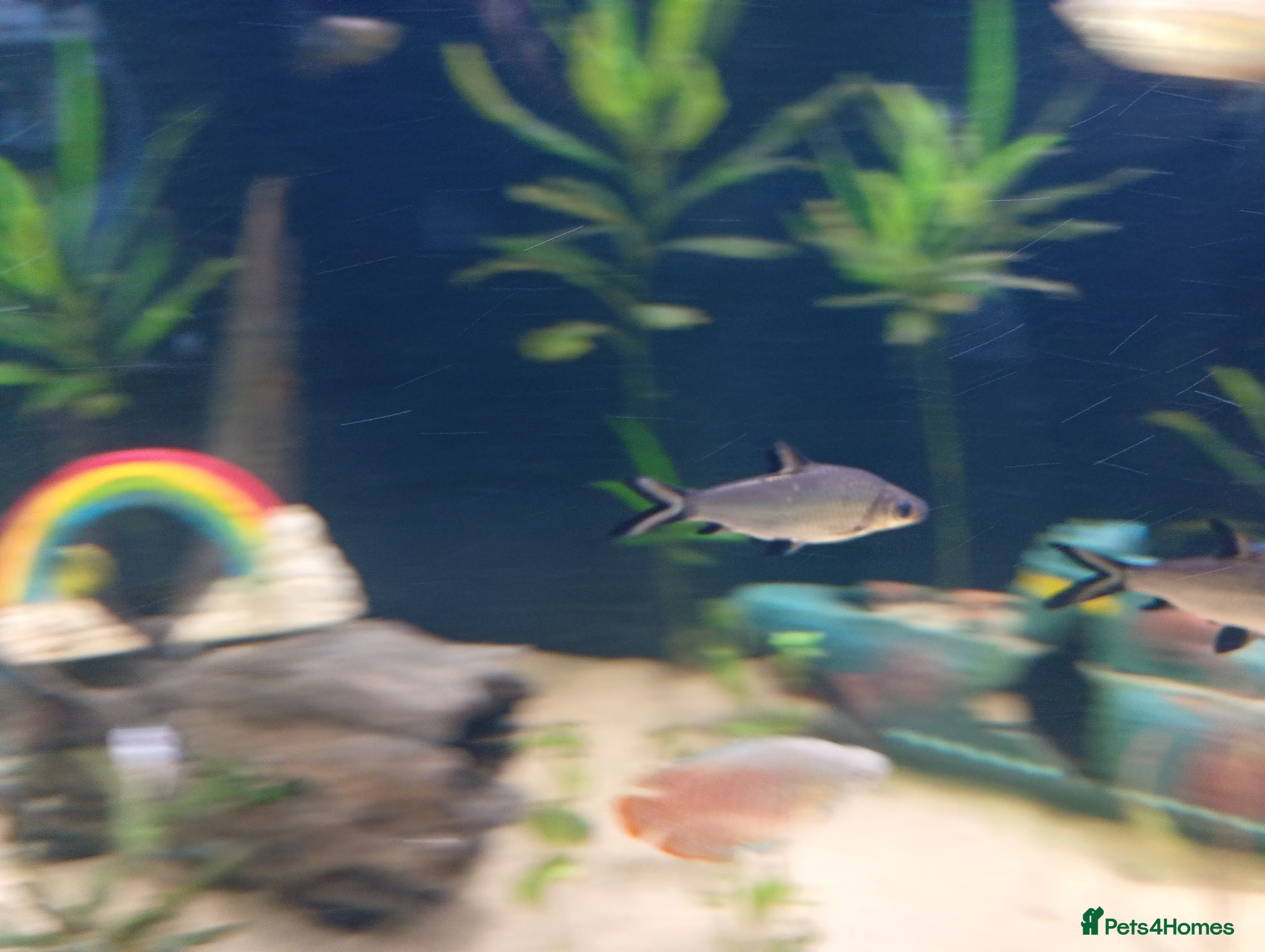 Danios fish Various tropical fish  - Advert 4
