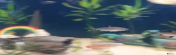 Danios fish for sale: Various tropical fish  in Wirral - Advert 1