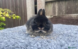Netherland Dwarf rabbits for sale: Netherland Dwarf Babies & Adults available in Stoke-on-Trent - Image 10