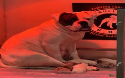 Olde English Bulldogge dogs for sale: Olde English Bulldogges puppies  - Image 1