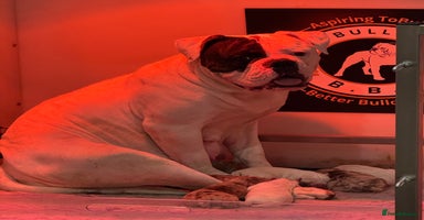 Olde English Bulldogge dogs - Advert 14