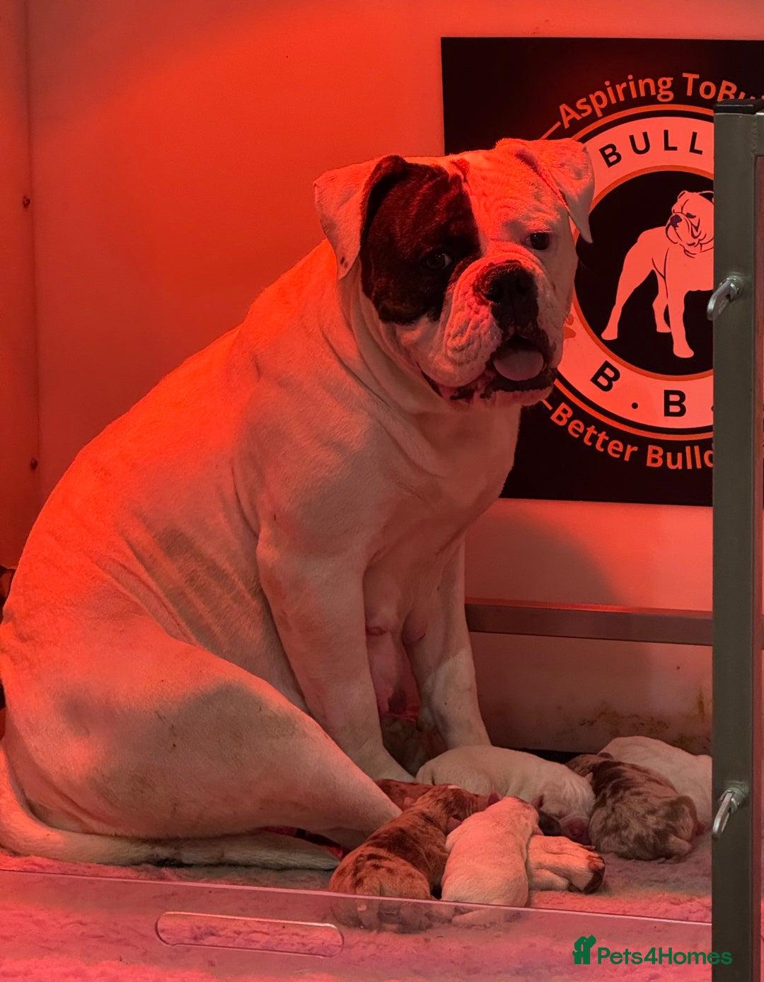 Olde English Bulldogge dogs for sale: Olde English Bulldogges puppies  - Image 1
