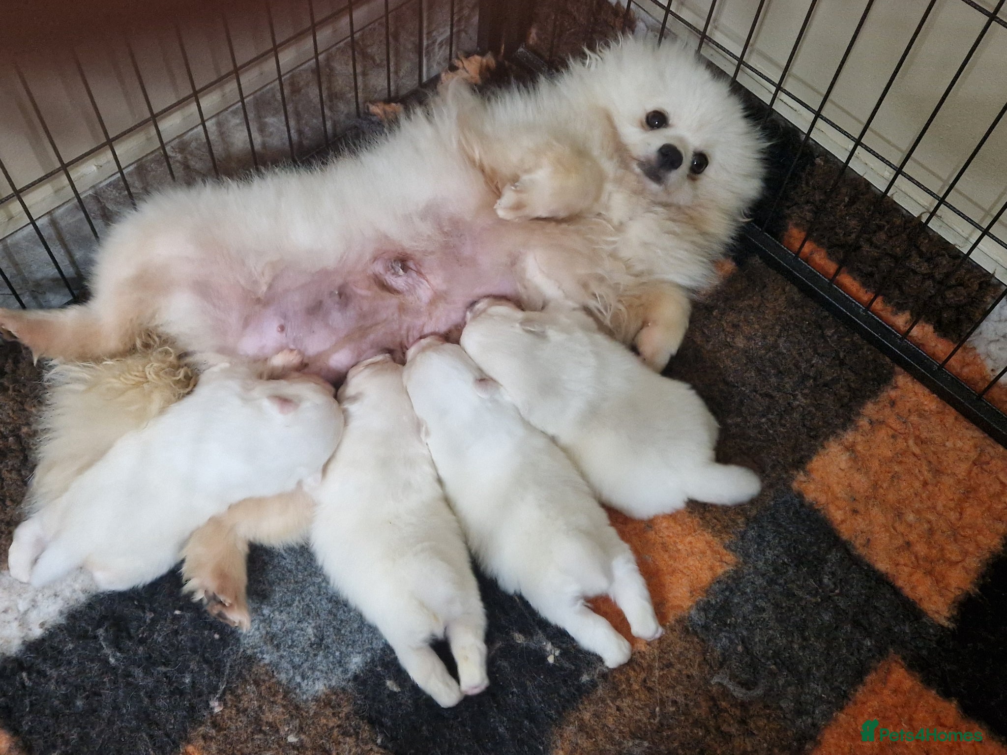 Pomeranian dogs White Pomeranian Males - Advert 1