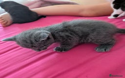 British Shorthair cats for sale: Short haired kittens - Image 5