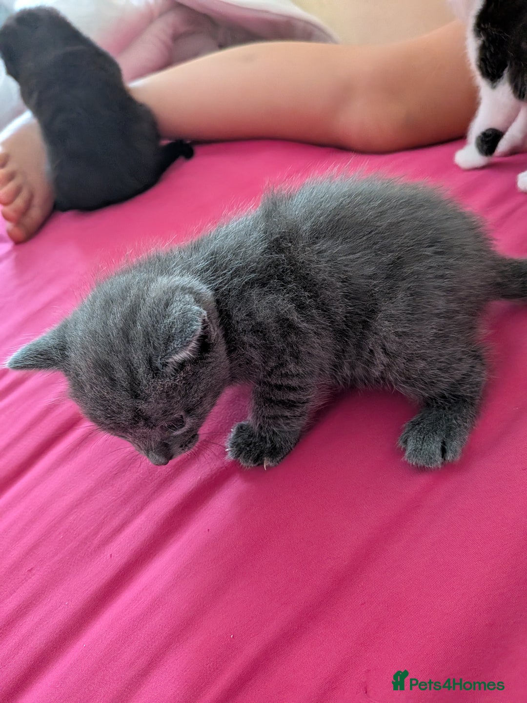 British Shorthair cats for sale: Short haired kittens - Image 5