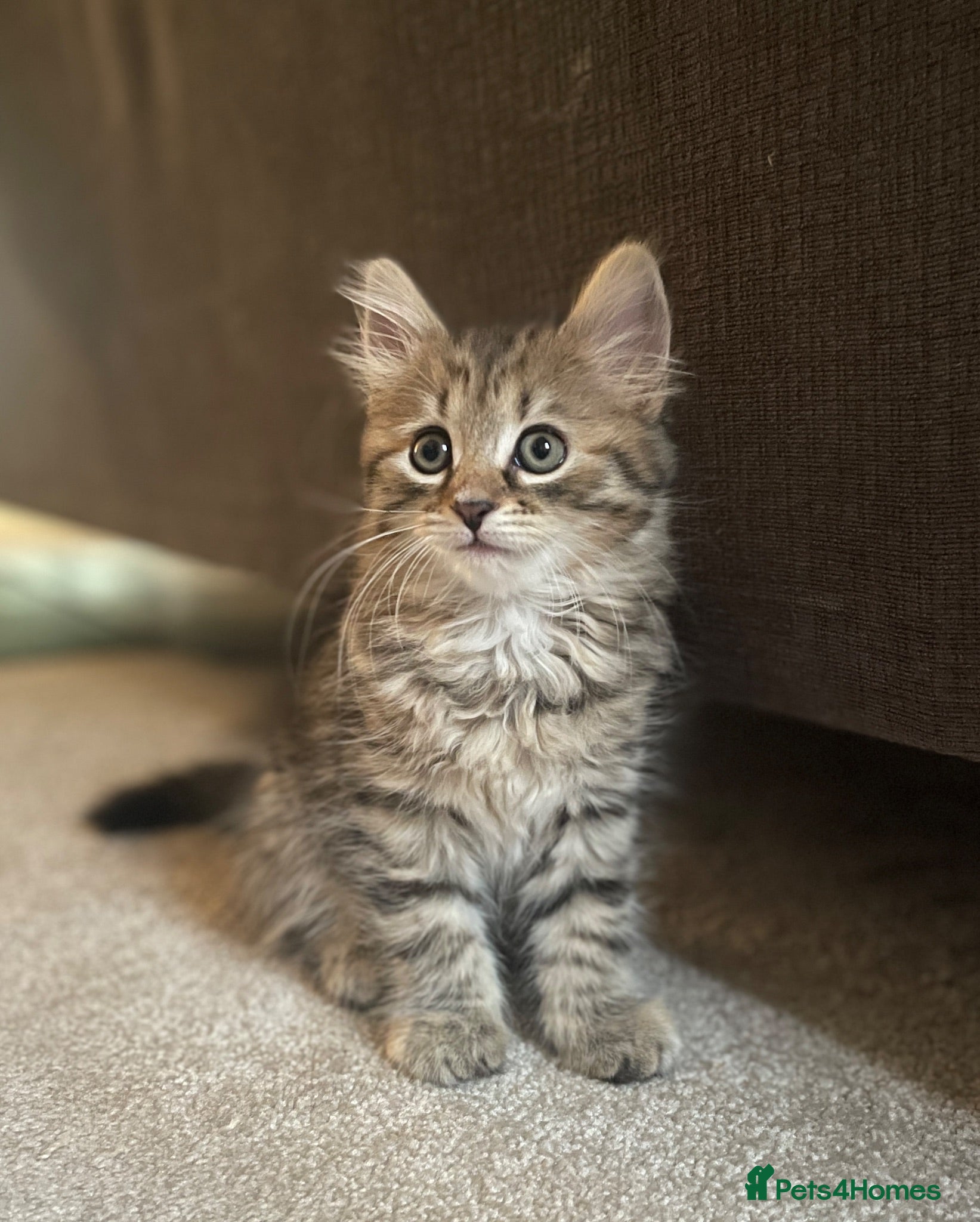 Mixed Breed cats Tabby long haired pretty kitten - Advert 2