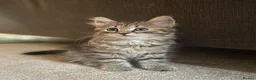 Mixed Breed cats for sale: Tabby long haired pretty kitten in Gloucester - Advert 1