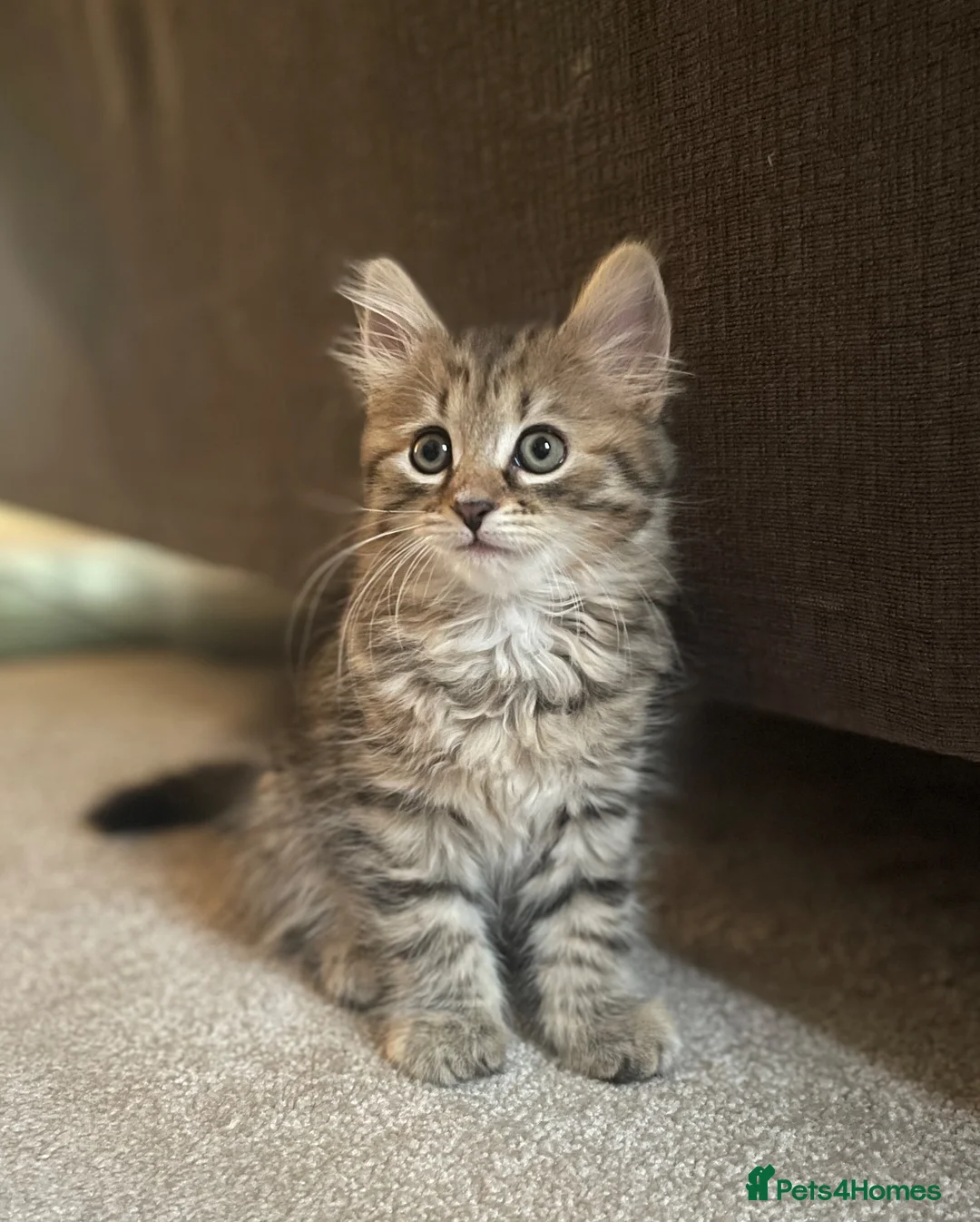 Mixed Breed cats for sale: Tabby long haired pretty kitten in Gloucester - Advert 1