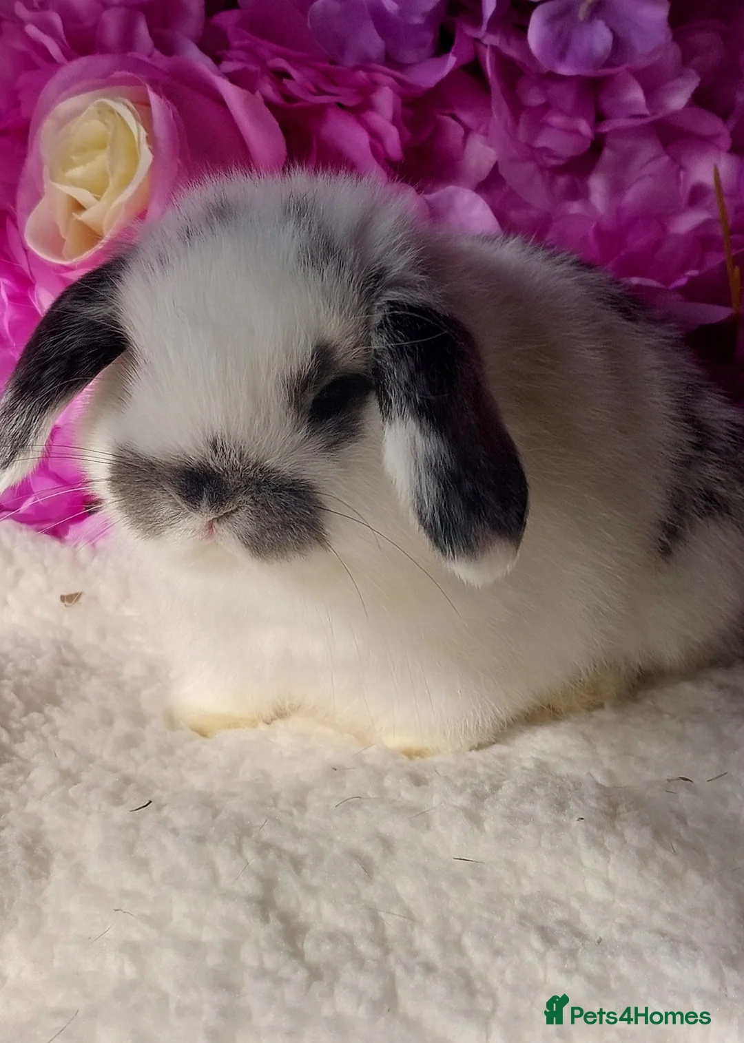 Mini Lop rabbits for sale: mini lops - Advert 1