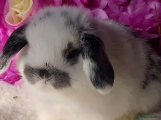 Mini Lop rabbits mini lops - Advert 2