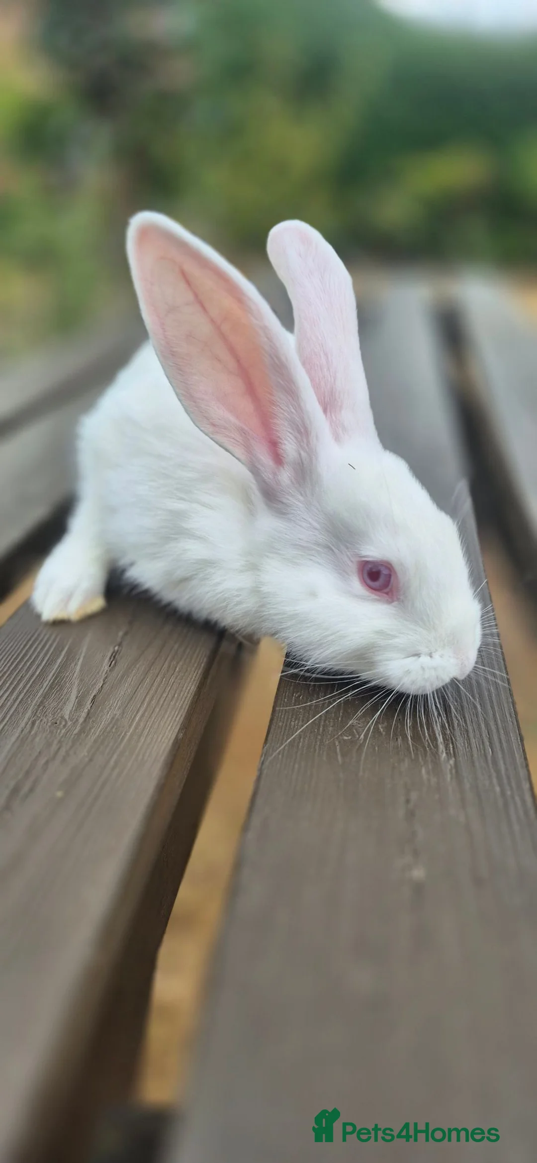 New Zealand rabbits for sale: Frendly New Zealand Eating and drinking already - Advert 24