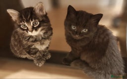 Mixed Breed cats for sale: Gorgeous Mixed Breed Main Coon Kittens  - Image 1