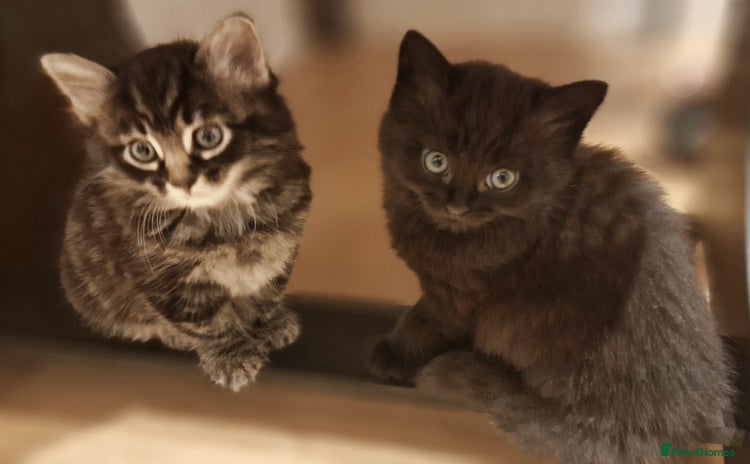 Mixed Breed cats - Advert 1
