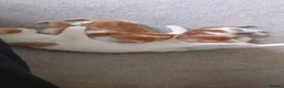 Domestic Shorthair cats for sale: Ginger kittens for sale - Advert 8