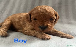 Cavapoo dogs for sale: Gorgeous F1B Cavapoo puppies  - Image 8
