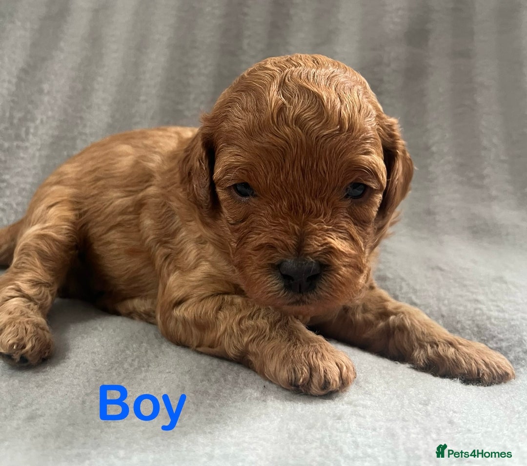 Cavapoo dogs for sale: Gorgeous F1B Cavapoo puppies  - Image 8