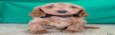 Black collar boy ID 7599