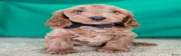 Cockapoo dogs for sale: Gorgeous F1 Cockapoo Puppies  - Advert 13
