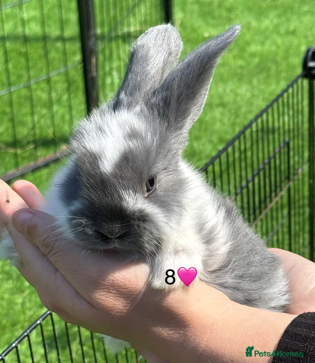 French Lop rabbits for sale: French lops - Advert 2