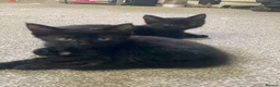 Mixed Breed cats for sale: 2 black male calico  in Consett - Advert 19