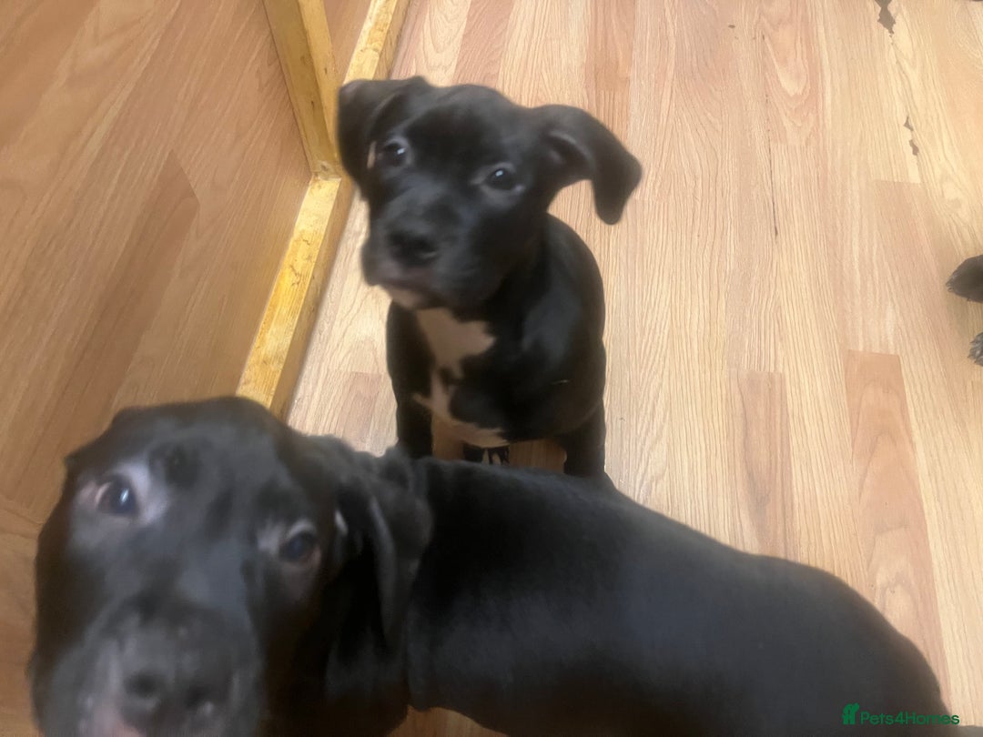 Mixed Breed dogs for sale: Boerboel cross with American bulldog - Advert 4