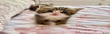 Siberian 2