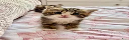 Siberian cats for sale: Gorgeous Fluffy Kittens! - Advert 10
