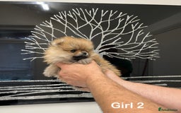 Pomeranian dogs for sale: Mini 500grams Now🔥Teddy Bear Face🧸 - Image 4