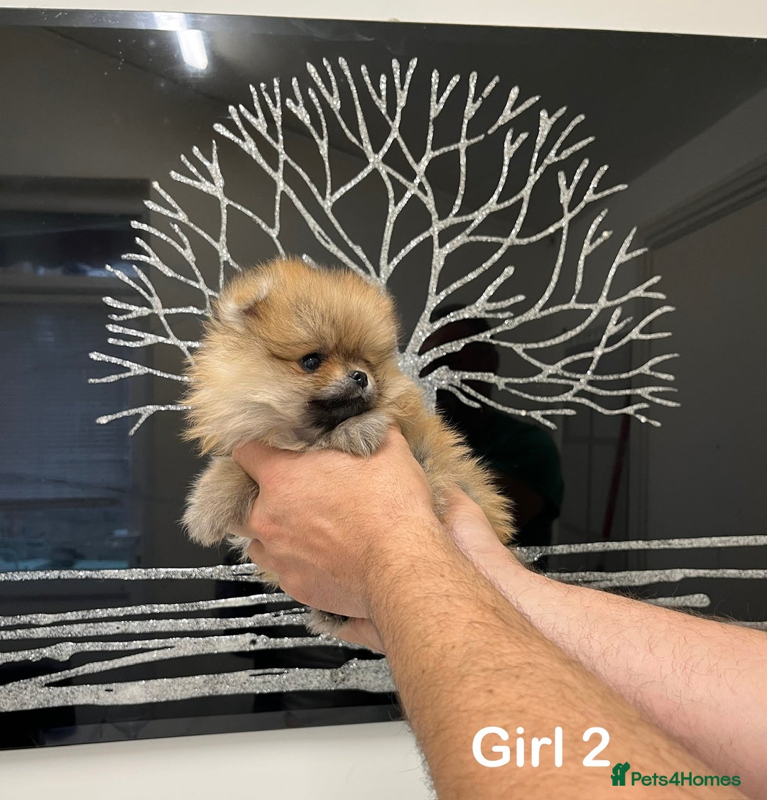 Pomeranian dogs for sale: Mini 500grams Now🔥Teddy Bear Face🧸 - Image 4