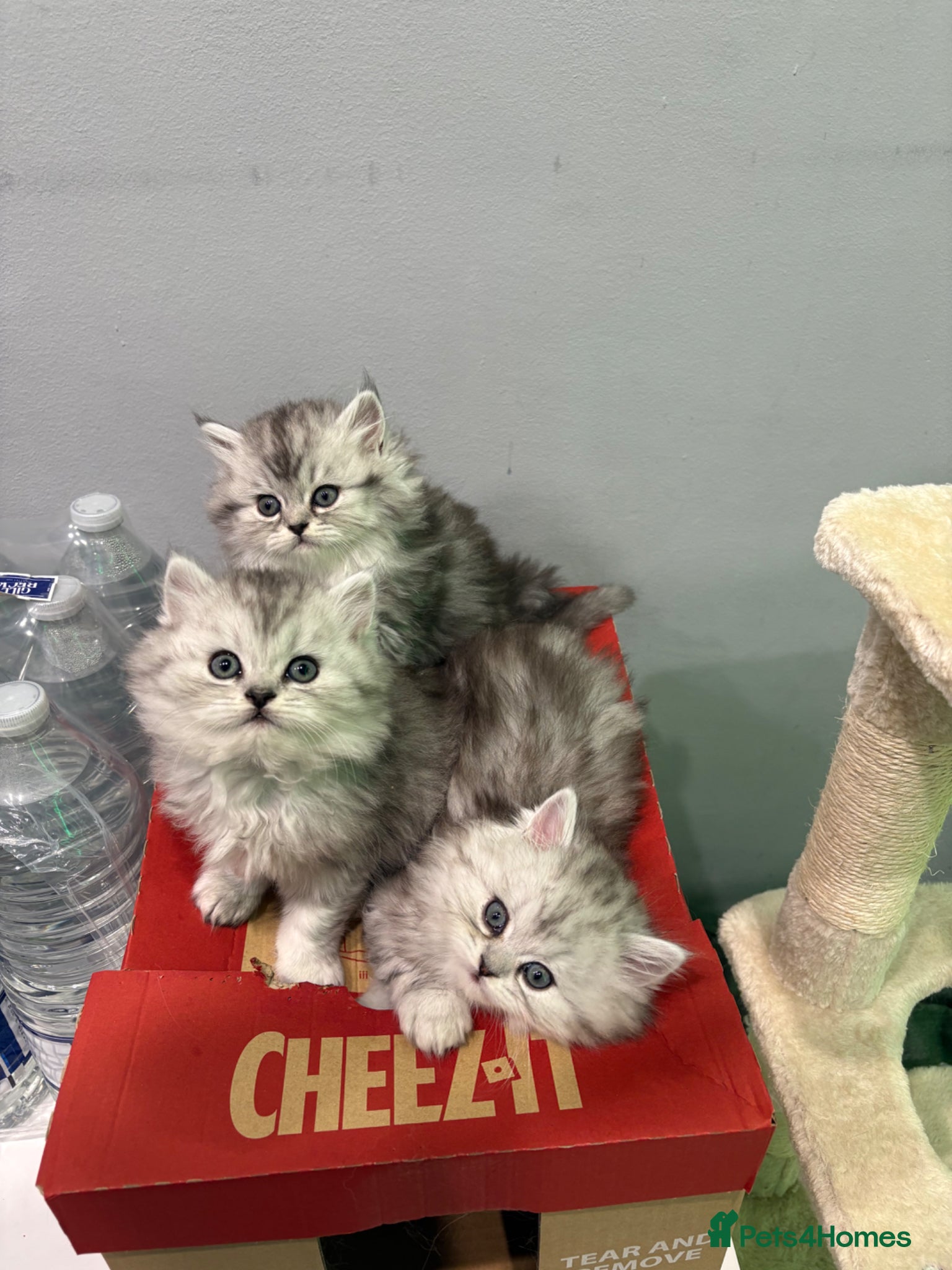 Persian cats Purebred Persian kittens  - Advert 7