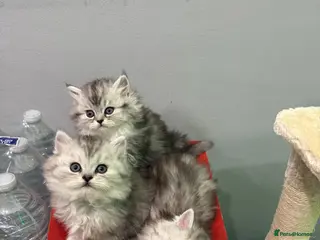 Persian cats Purebred Persian kittens - Advert 7