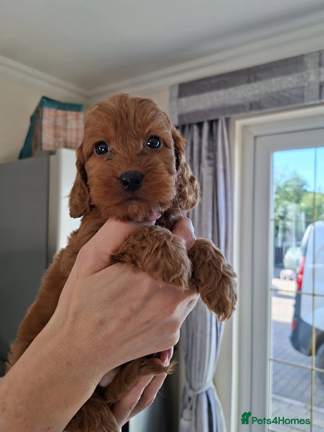 Cockapoo dogs for sale: Cockapoo puppies last boy - Advert 2