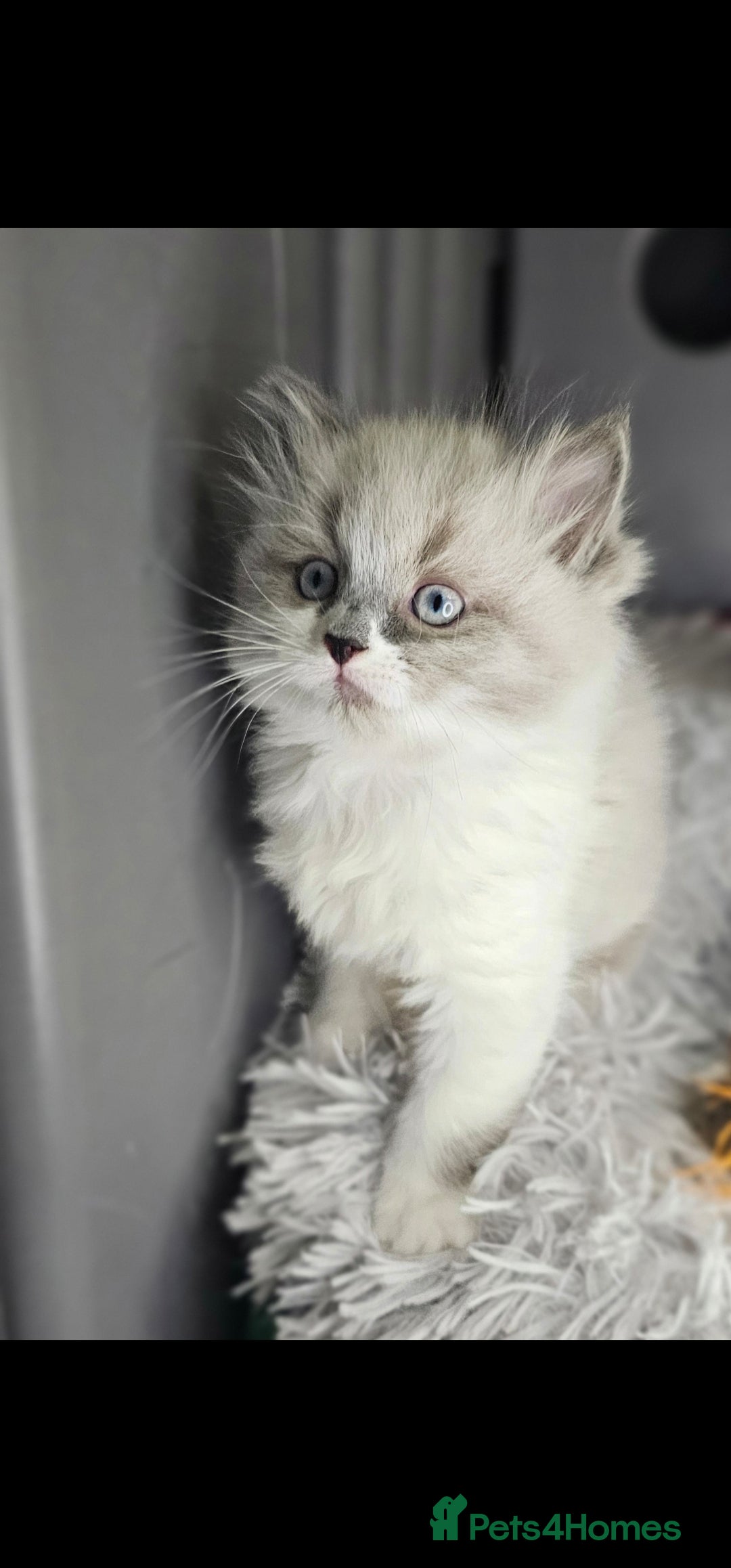 Ragdoll cats for sale: Girl ragdoll  - Advert 3