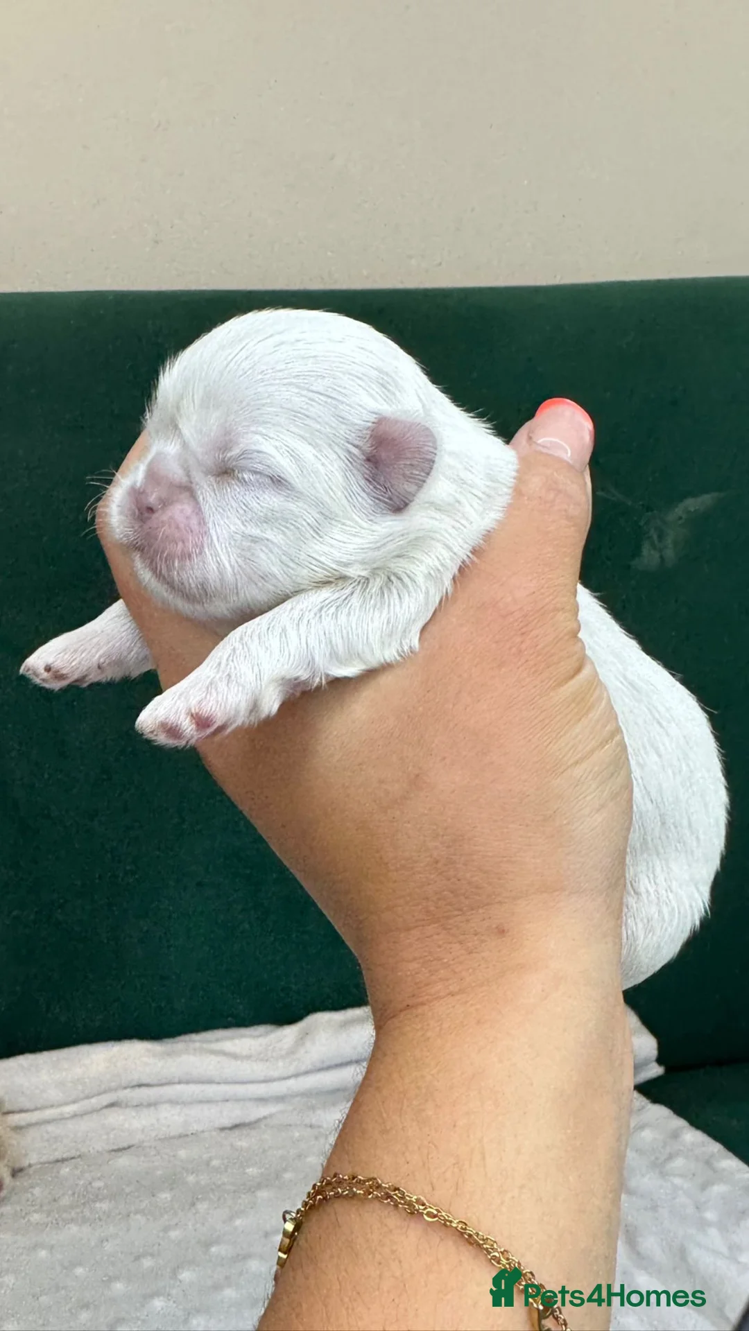 Shih Tzu dogs for stud: LAVENDER Tiniest lavender stud in Wales  in Cardiff - Advert 8