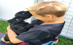 Cocker Spaniel dogs for sale: KC fully Health Tested Working Cocker Spaniels  - Image 9