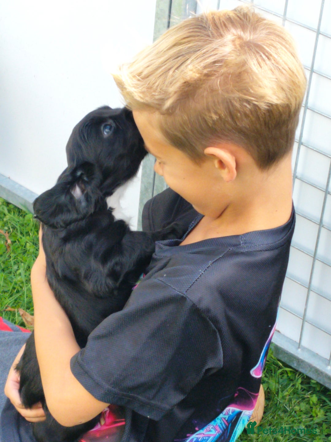 Cocker Spaniel dogs for sale: KC fully Health Tested Working Cocker Spaniels  - Image 9