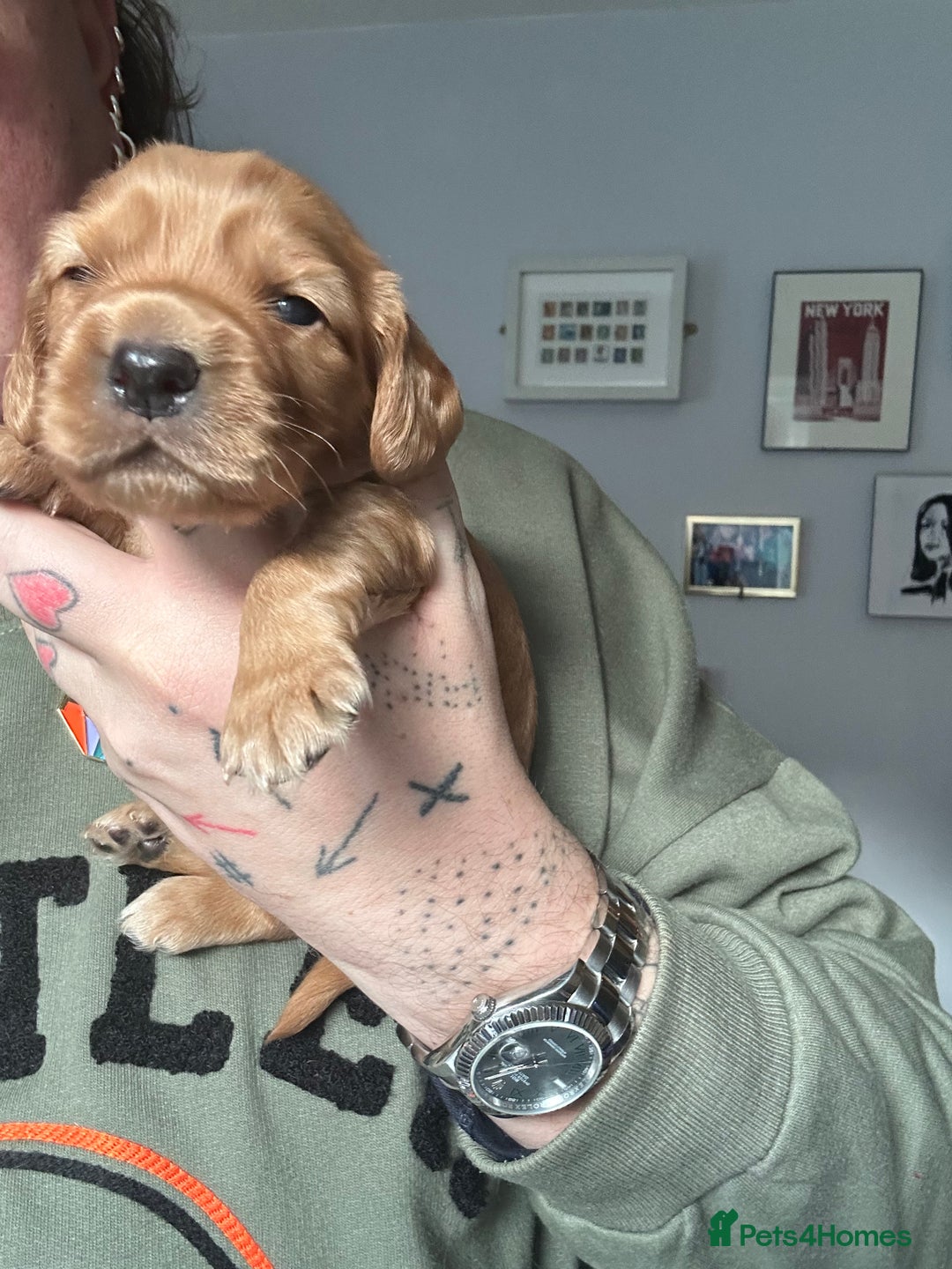 Cocker Spaniel dogs for sale: Cocker spaniel  - Advert 13