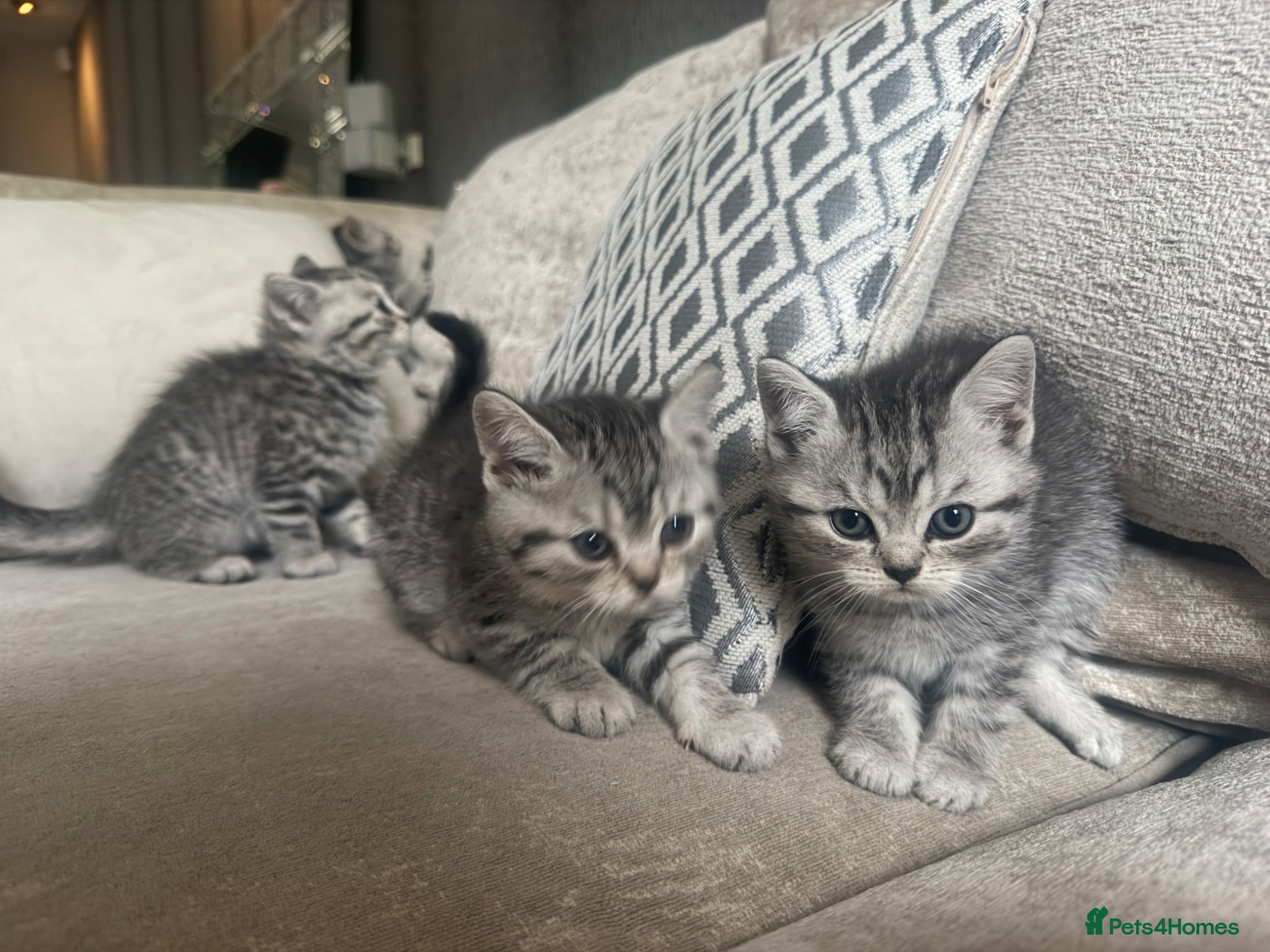 British Shorthair cats SILVER TABBY BRITISH SHORT HAIR  - Advert 4