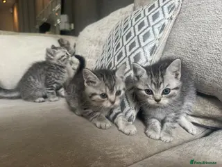 British Shorthair cats SILVER TABBY BRITISH SHORT HAIR - Advert 4